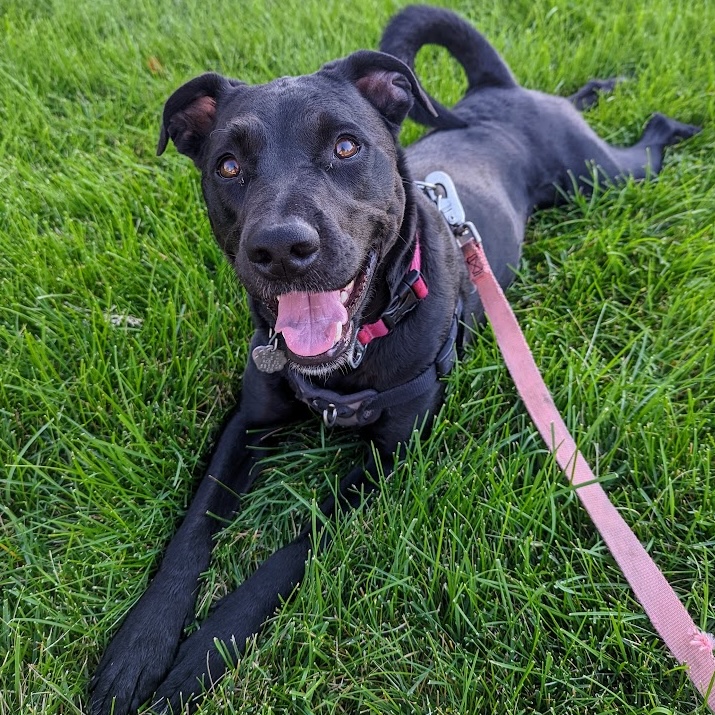 goofy black rescue mix dog named riley posing in the grass looking happy